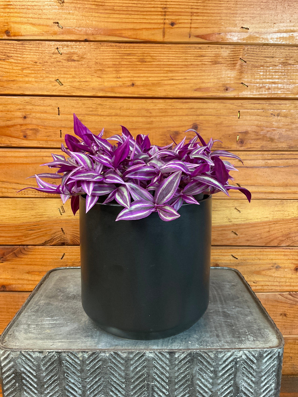 Tradescantia Pink Paradise, 6" Plant